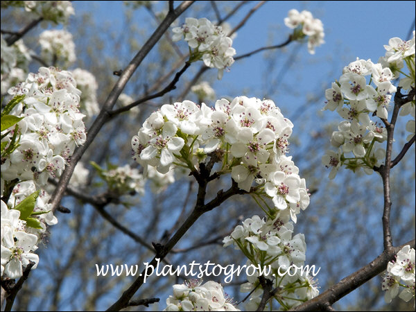 (March 24)